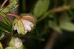 Hairy laurel <BR>Hairy wicky